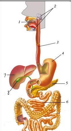 C:\Users\1\Desktop\пищеварительная система.jpg