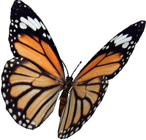 http://oxun.ge/uploads/posts/2012-04/1333969402_butterfly.gif3.gif