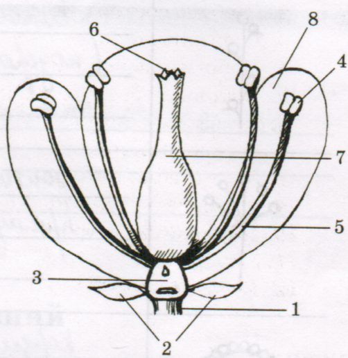 Картинка строение цветка без подписей