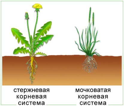 D:\Моя работа\Преподавание биологии\биология 10-11 класс\Классификация растений\Типы корневых систем.jpg