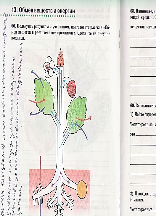 Укажи название изображенного на рисунке процесса жизнедеятельности растений