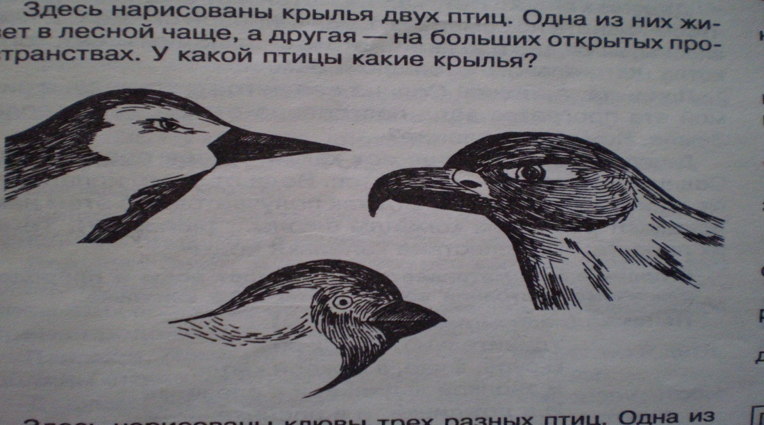 D:\Малыш\Школа\птицы\P3120014.JPG