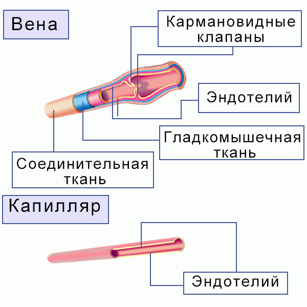 C:\Users\Home\Documents\иллюстрации Кровообращение\иллюстрации Кровообращение\Строение сосудов.gif