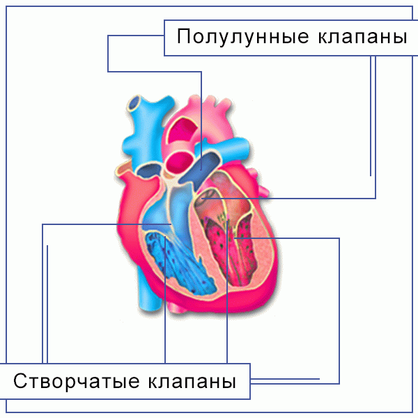 Сердце и клапаны схема