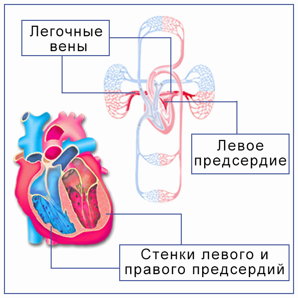 Кровообращение 3 класс презентация