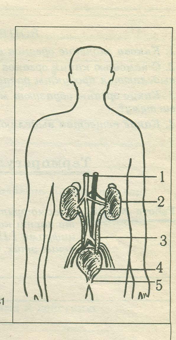 Что обозначено на рисунке цифрами 1 7 какие из изображенных органов относятся к мочевыделительной