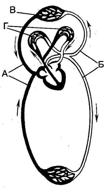 Тест по биологии строение сердца круги кровообращения. Схема кровообращения человека 8 класс. Система кровообращения человека схема 8 класс. Схема большого круга кровообращения у человека. Круги кровообращения 8 класс биология.