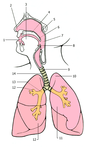 Строение дыхательной системы рисунок без подписей