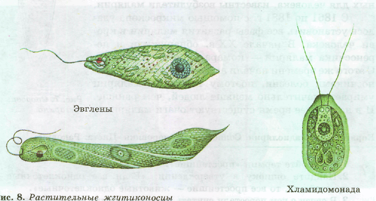 Эвглена паразит. Жгутиконосцы эвглена зеленая. Растительные жгутиконосцы эвглена. Эвглена зеленая одноклеточное. Представители эвглены зеленой.
