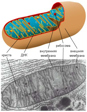 C:\Documents and Settings\Администратор\Мои документы\Мои рисунки\33083[1].jpg