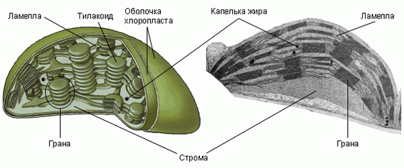 C:\Documents and Settings\Ксюша\Рабочий стол\09010502.gif