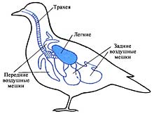 птицы дыхание.bmp