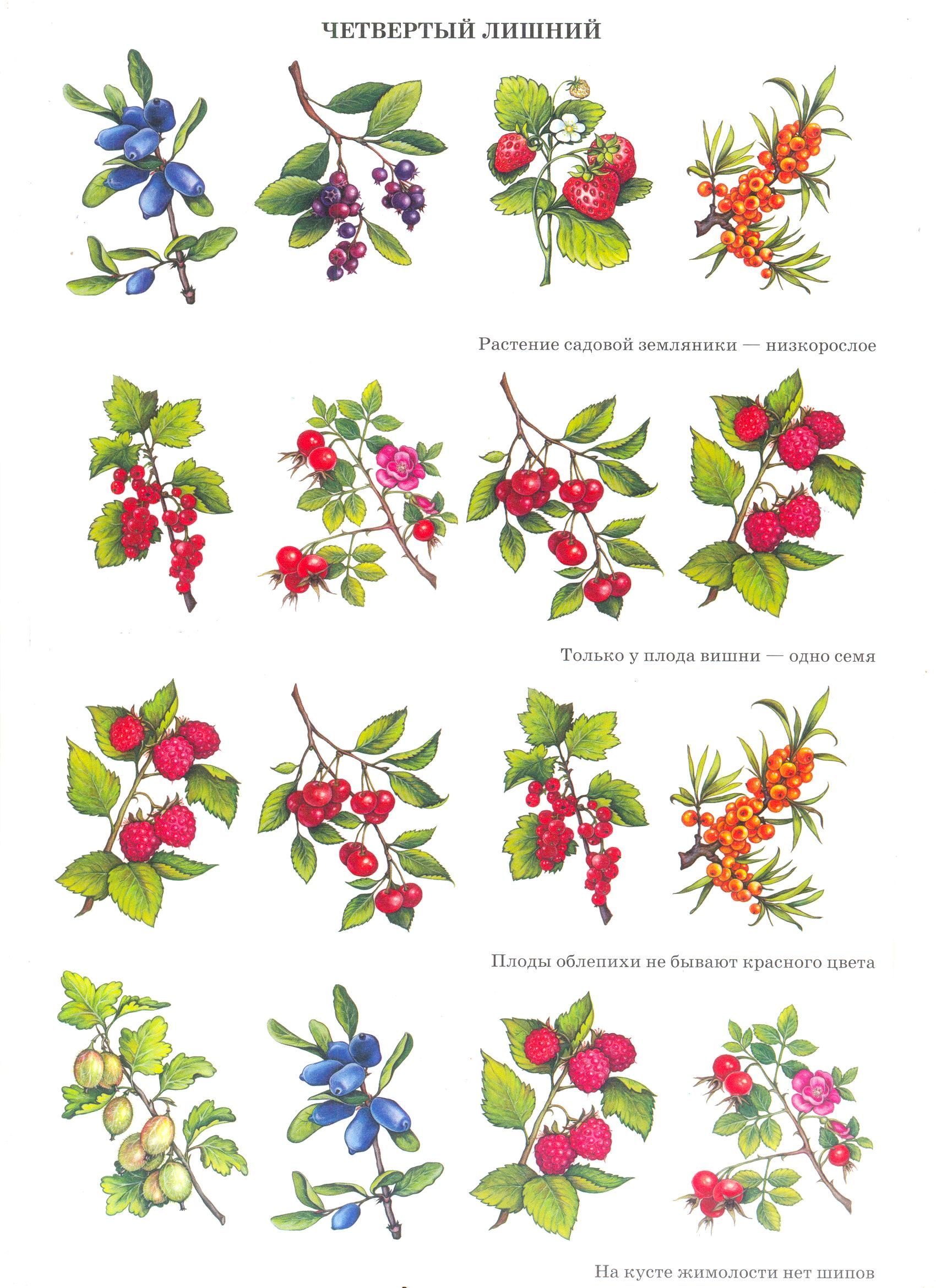 Название ягод с картинками. Садовые ягоды. Садовые ягоды для детей. Садовые ягоды карточки. Ягодные кустарники задание.