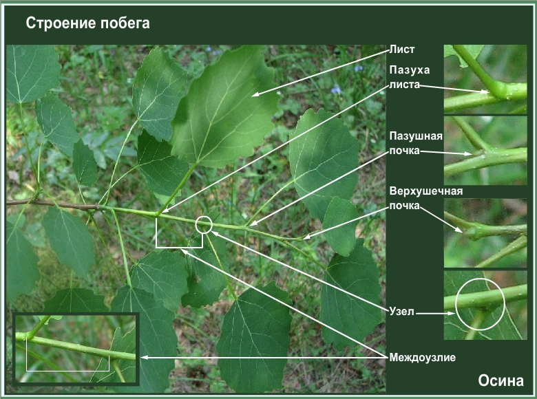 Междоузлие у растений фото