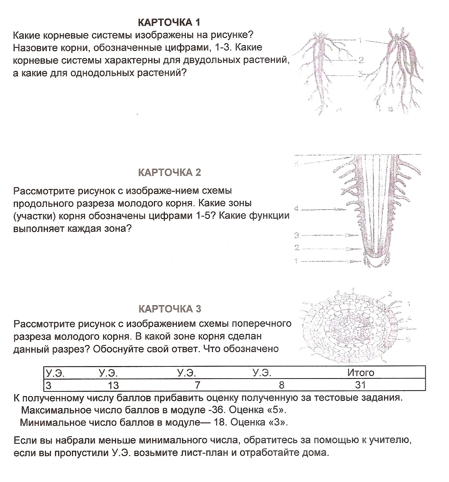 Какая корневая система изображена на каждом рисунке