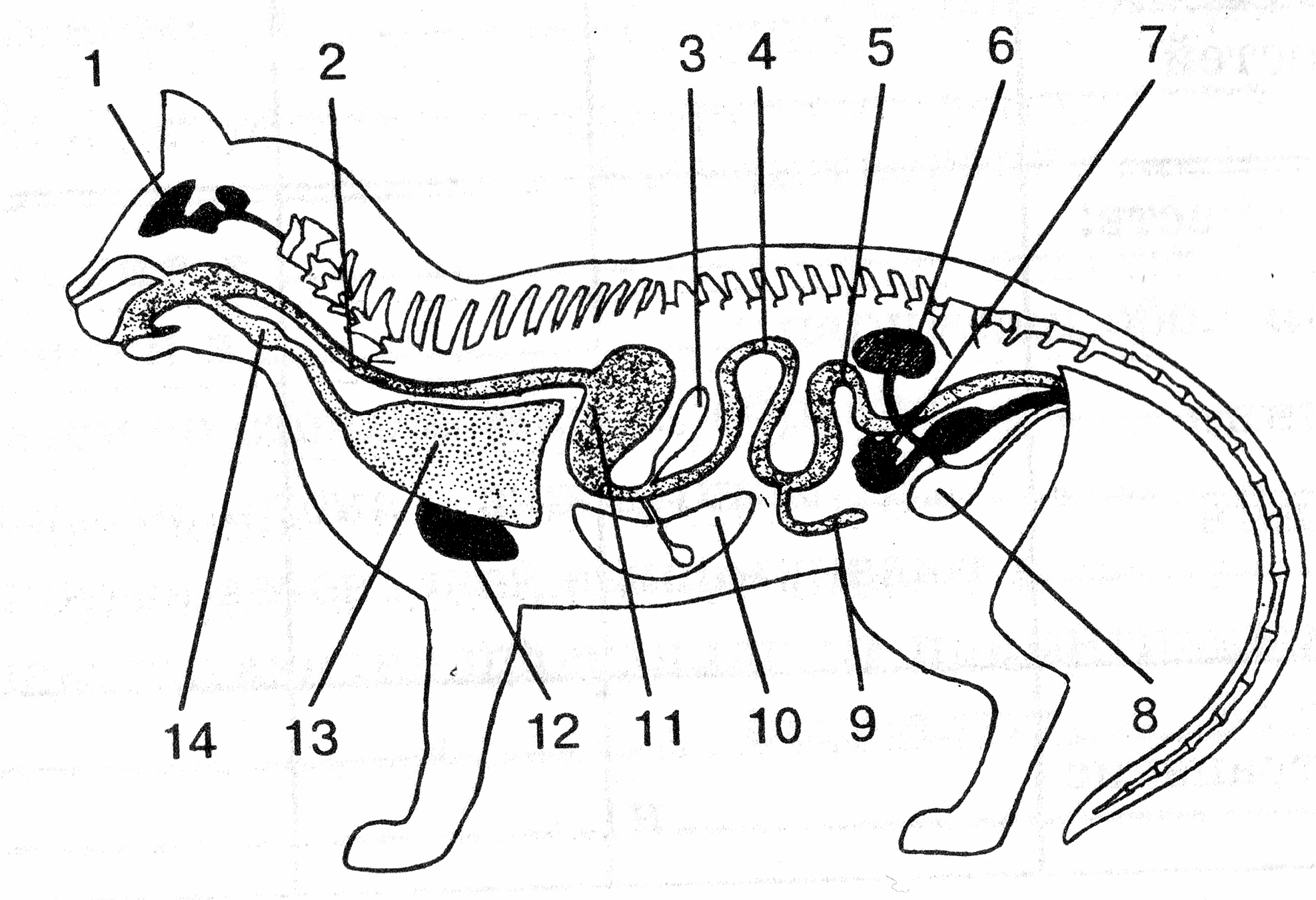 Внутреннее строение млекопитающих рисунок. Пищеварительная система млекопитающих 7 класс. Пищеварительная система млекопитающих схема. Пищеварительная дыхательная и выделительная система млекопитающих. Внутреннее строение млекопитающих.