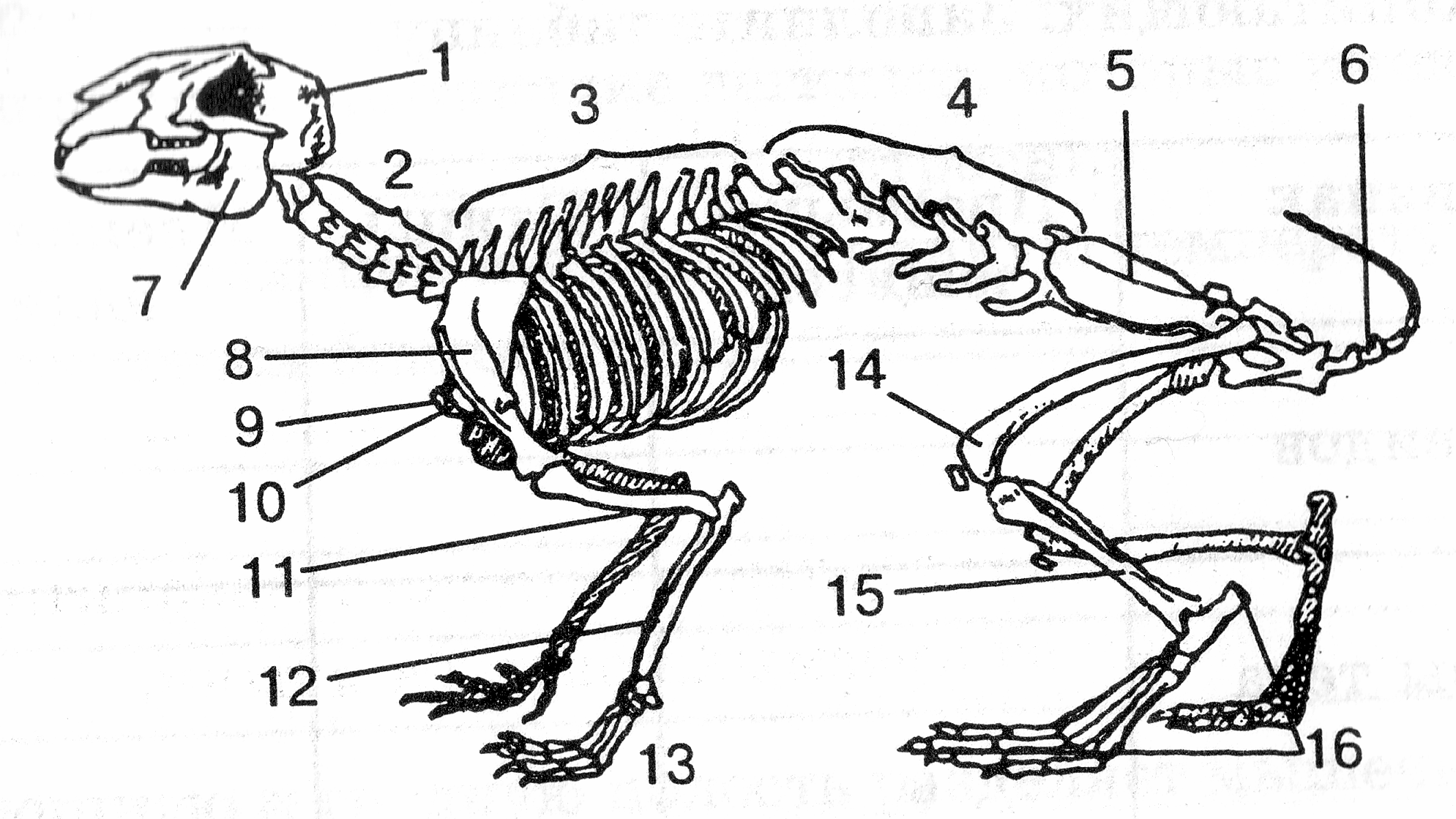 Рисунок млекопитающего 7 класс