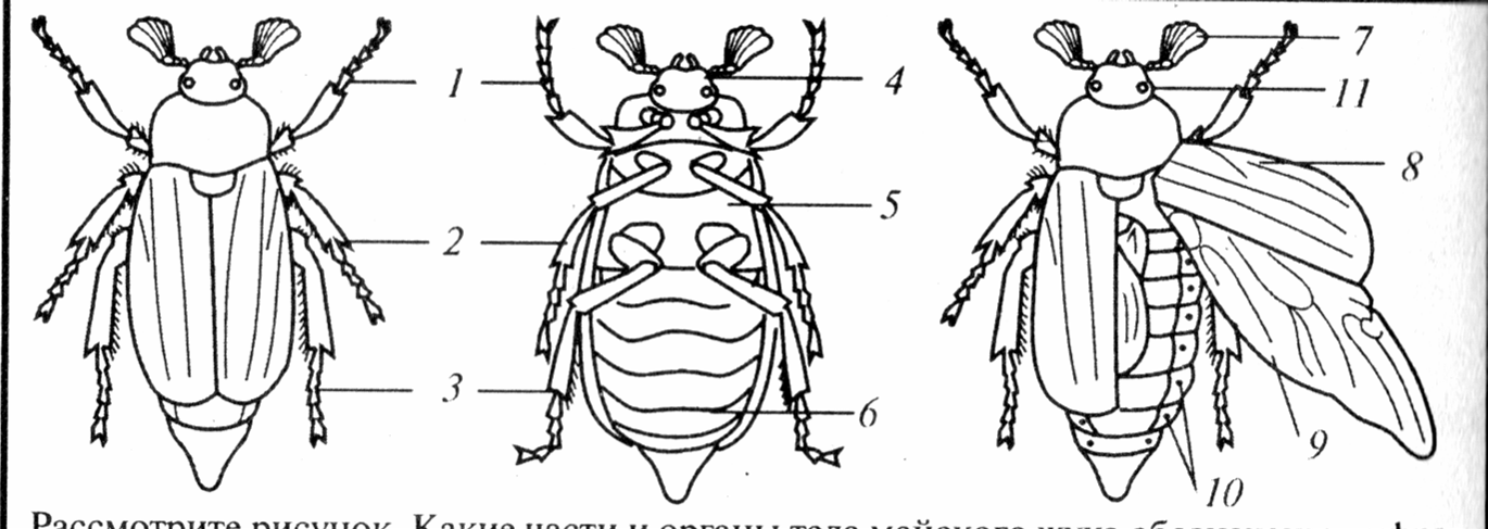 Лабораторная работа по биологии насекомые. Хрущ Майский строение. Внешнее строение майского хруща. Майский Жук строение биология. Строение насекомых Майский Жук.