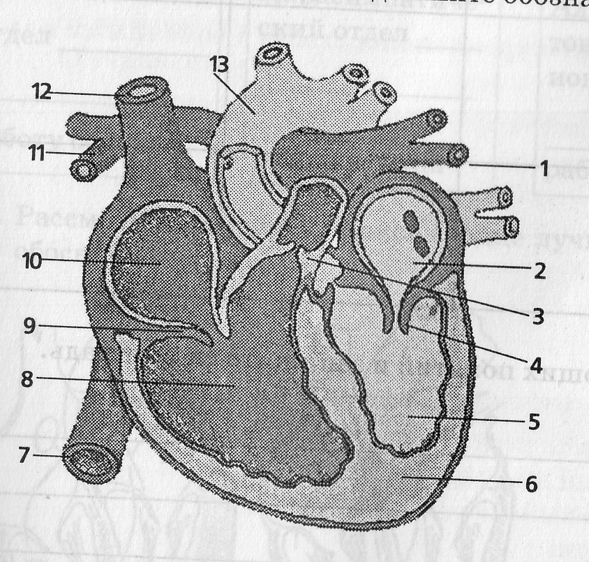 На рисунке цифрой 3 обозначен