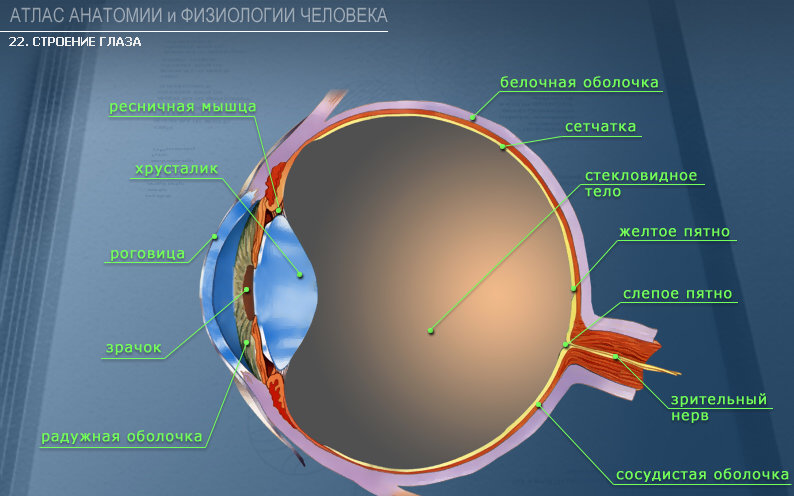 Глаз как оптическая система фото