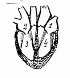 Какой цифрой на рисунке обозначен правый желудочек сердца