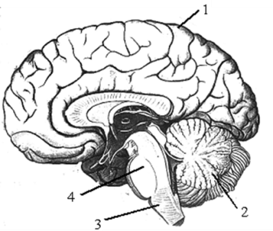 Выбери какими цифрами на рисунке обозначены следующие отделы мозга