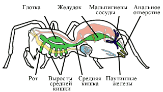 Внутреннее строение паука крестовика рисунок с подписями