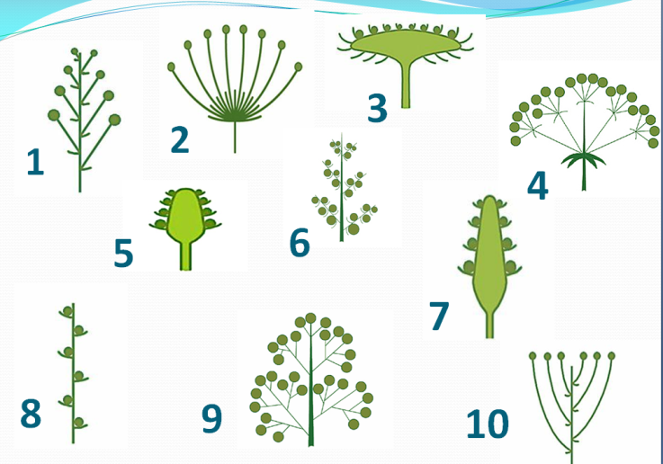 Проект по биологии 6 класс на тему соцветия