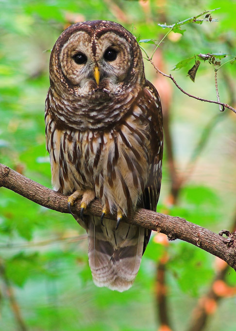 C:\Users\HP-COMPAQ V3000\Desktop\barred-owl.jpg