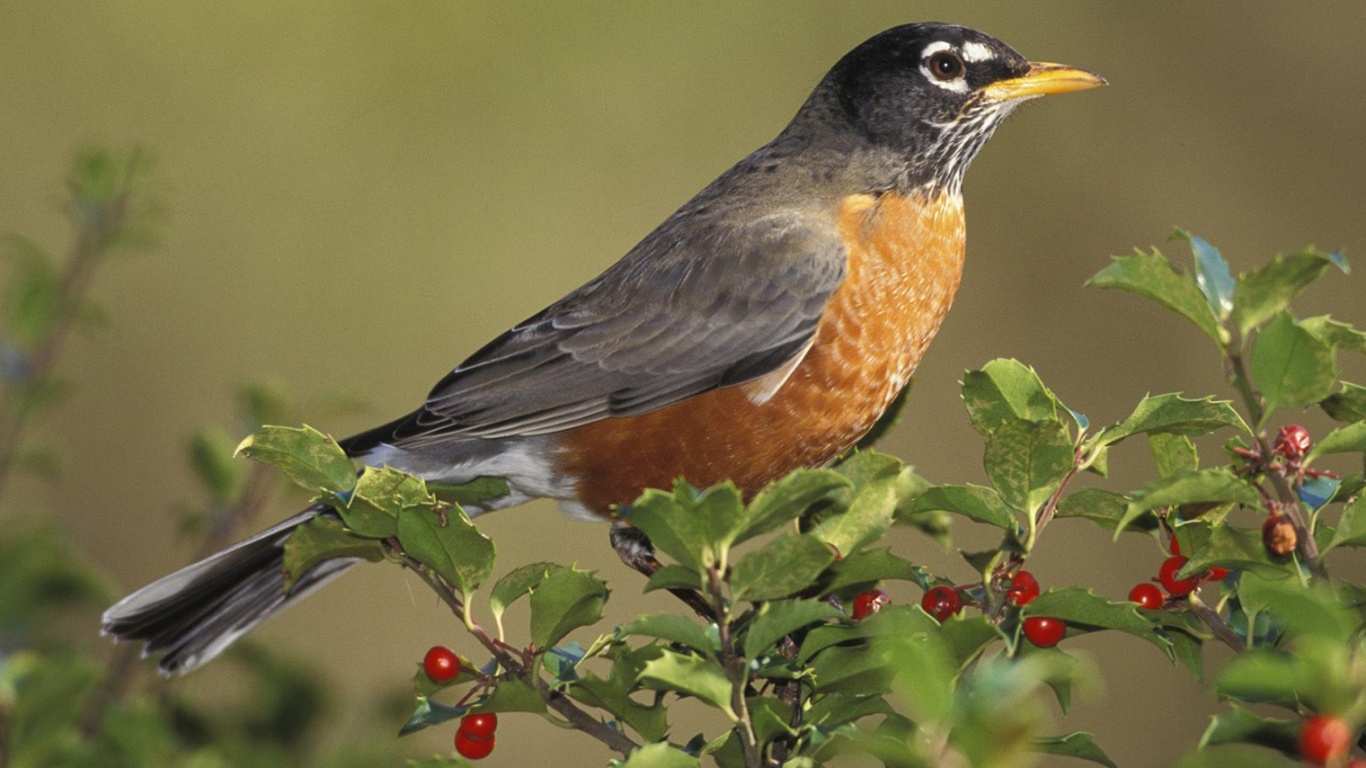 C:\Users\Кирилл\Desktop\Рождество фото\american_robin_bird.jpg