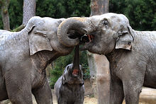 https://upload.wikimedia.org/wikipedia/commons/thumb/c/cd/Three_elephant%27s_curly_kisses.jpg/220px-Three_elephant%27s_curly_kisses.jpg