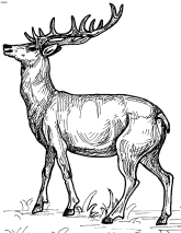 deer