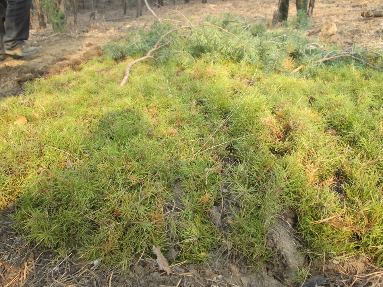 DSCF4696.JPG