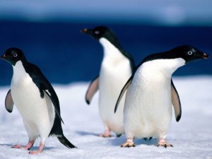 C:\Users\елена\Pictures\adelie_penguins-300x225.jpg