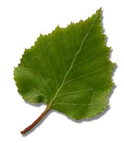 http://razvivaika-neskuchaika.ru/wp-content/uploads/2012/09/List_berezy1.png