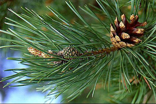 http://kak-eto-vygljadit.ru/wp-content/uploads/2013/05/Pine-123.jpg