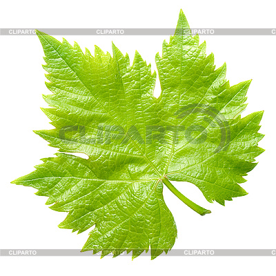 http://img.cliparto.com/pic/xl/183642/3049320-vine-leaf.jpg
