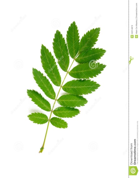 http://thumbs.dreamstime.com/z/%D0%BB%D0%B8%D1%81%D1%82-%D0%B5%D1%80%D0%B5%D0%B2%D0%B0-%D1%80%D1%8F%D0%B1%D0%B8%D0%BD%D1%8B-32314873.jpg