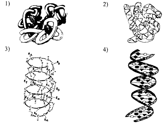 Какая структура белковой молекулы изображена на рисунке