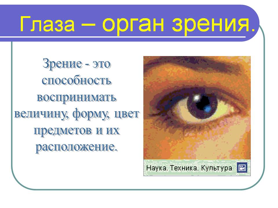 Глаза – орган зрения. Зрение - это способность воспринимать величину, форму, цвет предметов и их расположение.