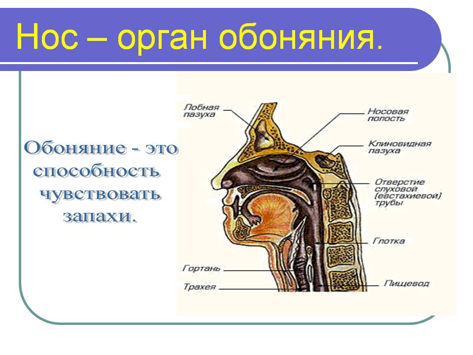 Нос – орган обоняния. Обоняние - это способность чувствовать запахи.