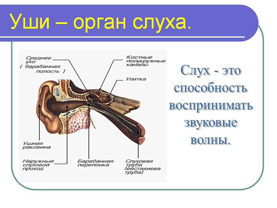 Уши – орган слуха. Слух - это способность воспринимать звуковые волны.