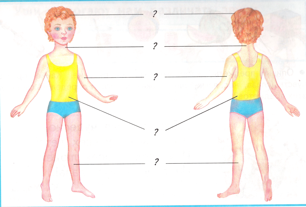 Схема тела человека для детей