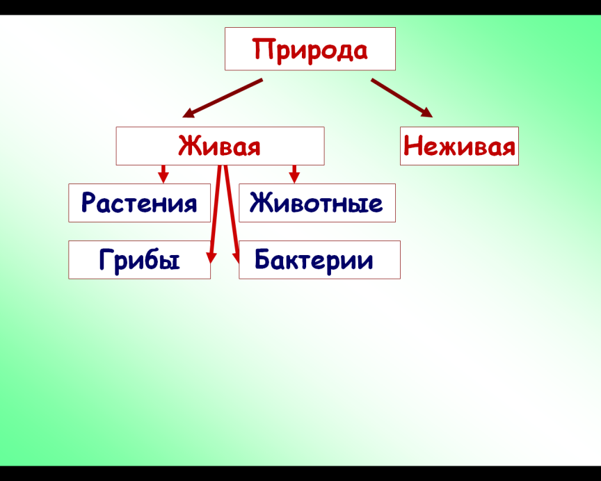 Схема царства живой природы 3 класс