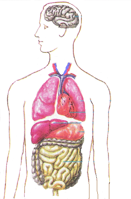 Рисунок органа человека