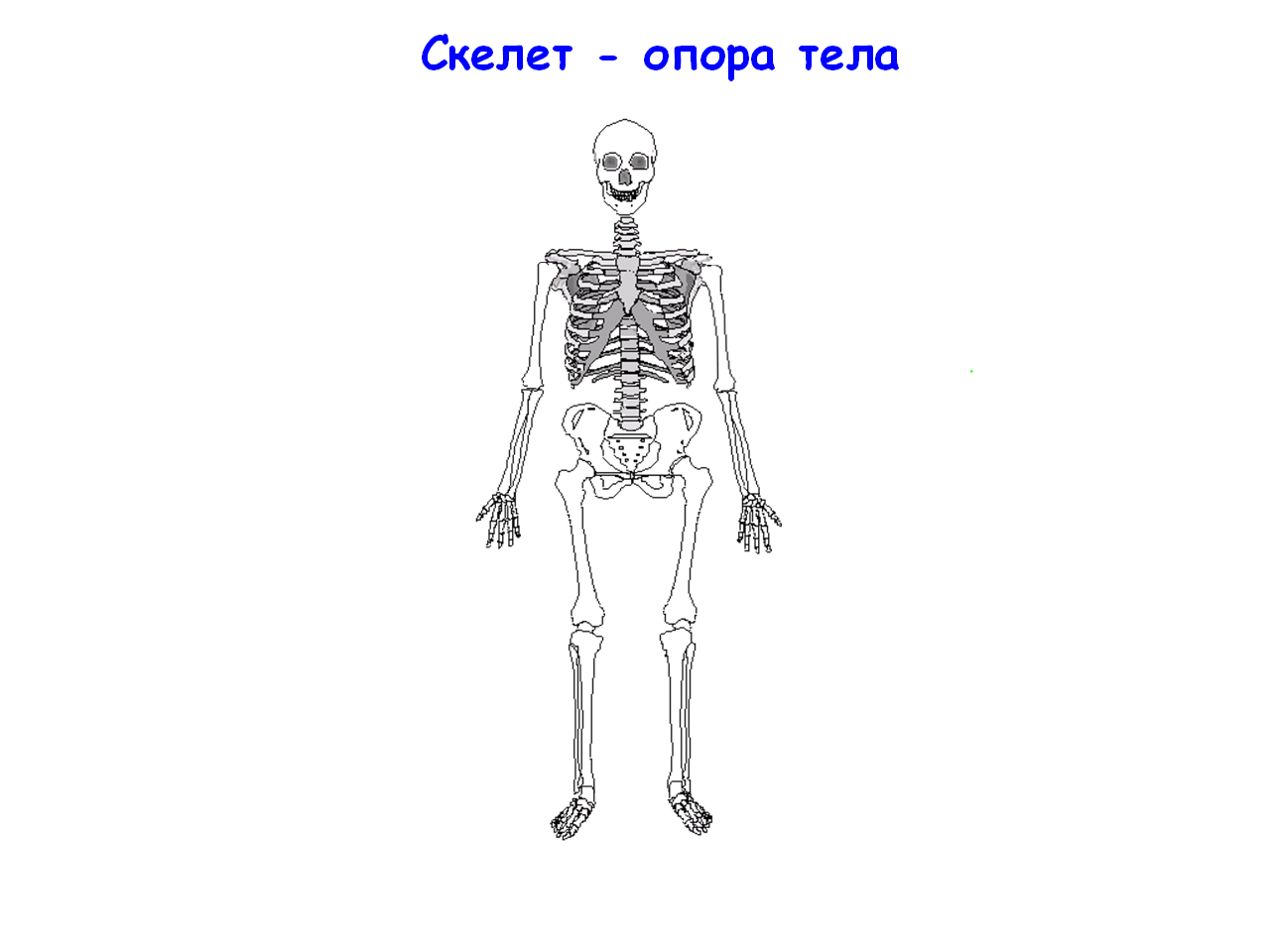 Кости человека 4 класс окружающий мир. Кости скелета 3 класс. Кости скелета 4 класс. Задания скелет человека 2 класс. Скелет опора тела.