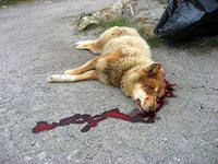 http://im7-tub-ru.yandex.net/i?id=216301200-16-72&n=21