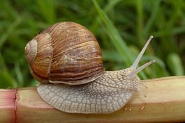 C:\Users\санек\Desktop\265px-Helix_pomatia_89a.jpg