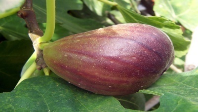 Fig