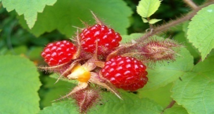 rasberries